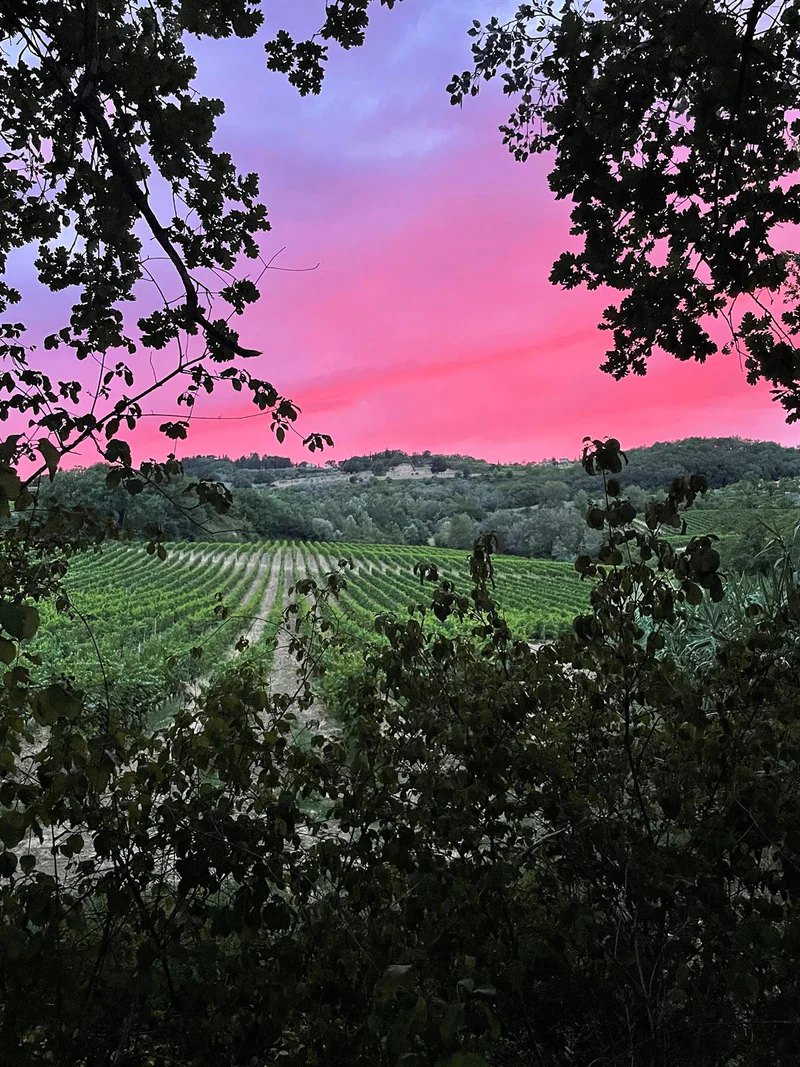 Tramonto rosa sui vigneti di San Giusto a Montespertoli