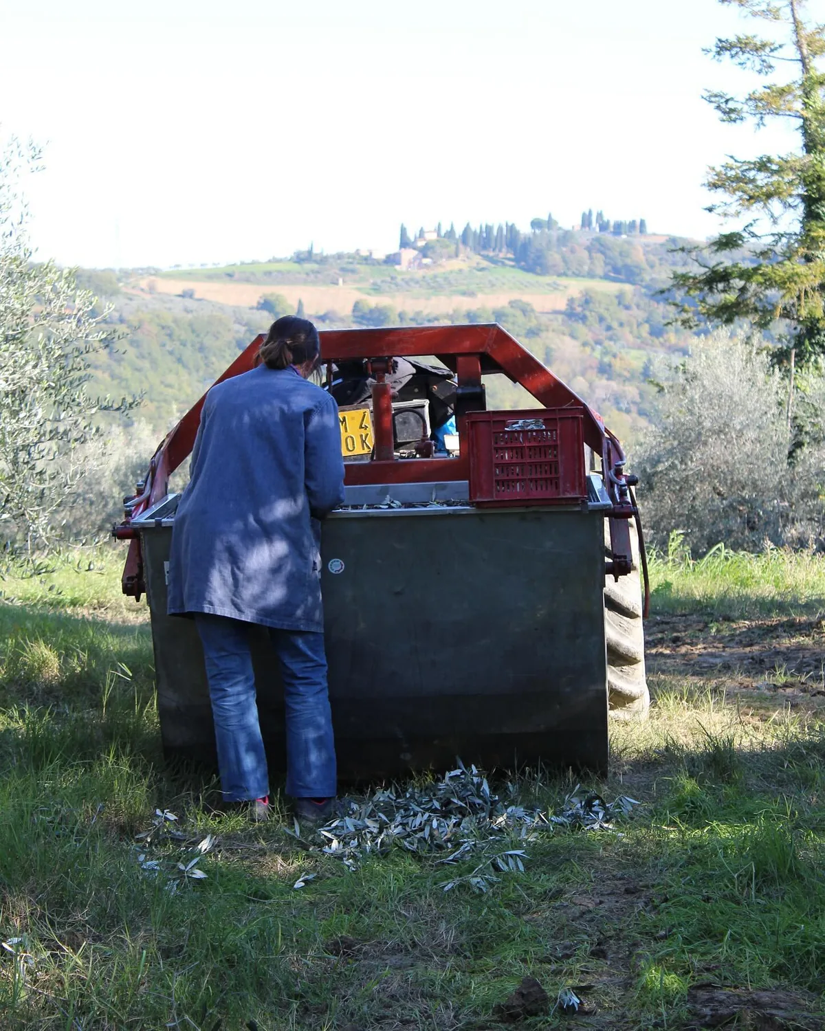 Il carro con le olive raccolte tra gli olivi, con le colline sullo sfondo