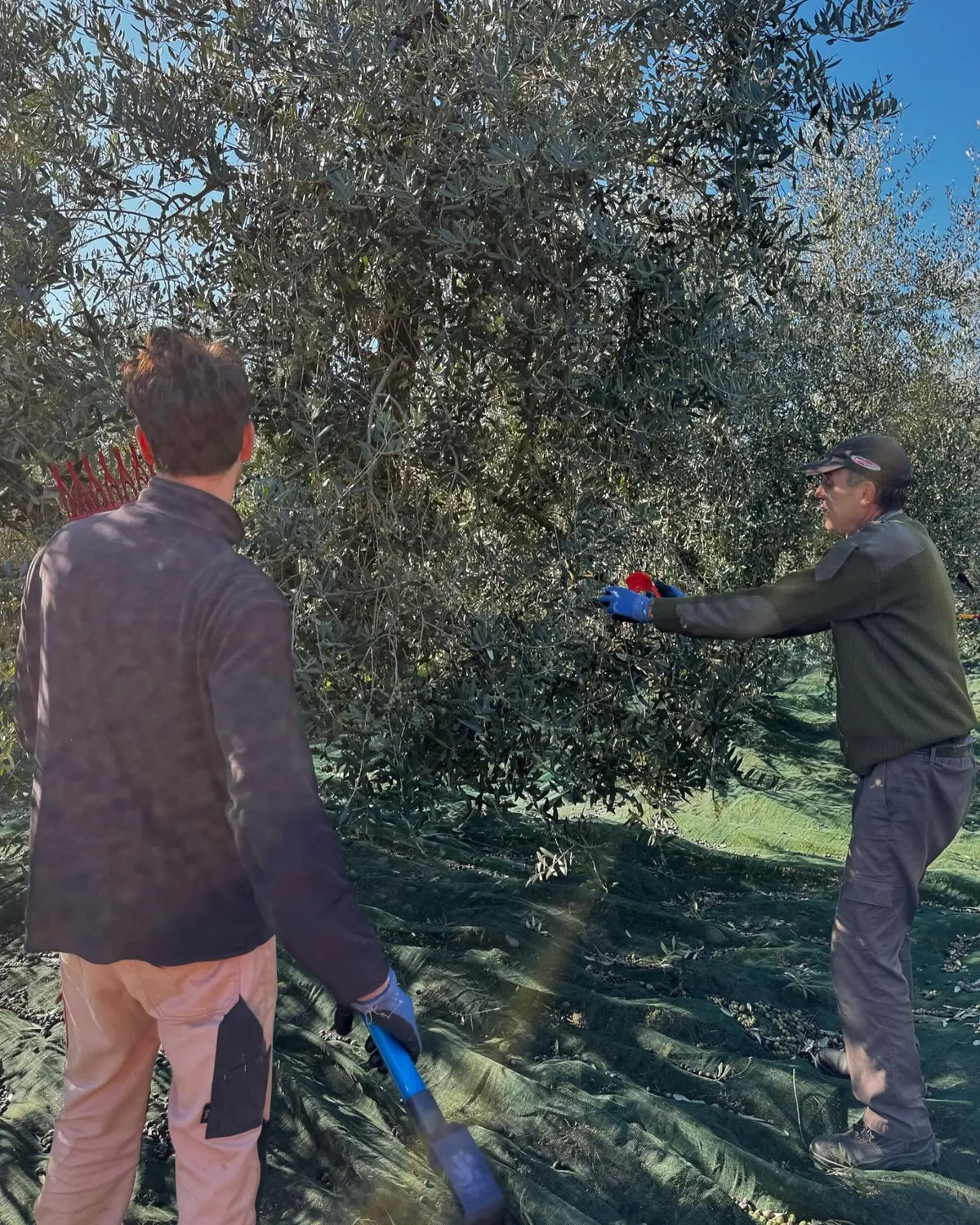 Due di noi raccolgono le olive con i pettini, sopra i teli stesi sotto l'olivo