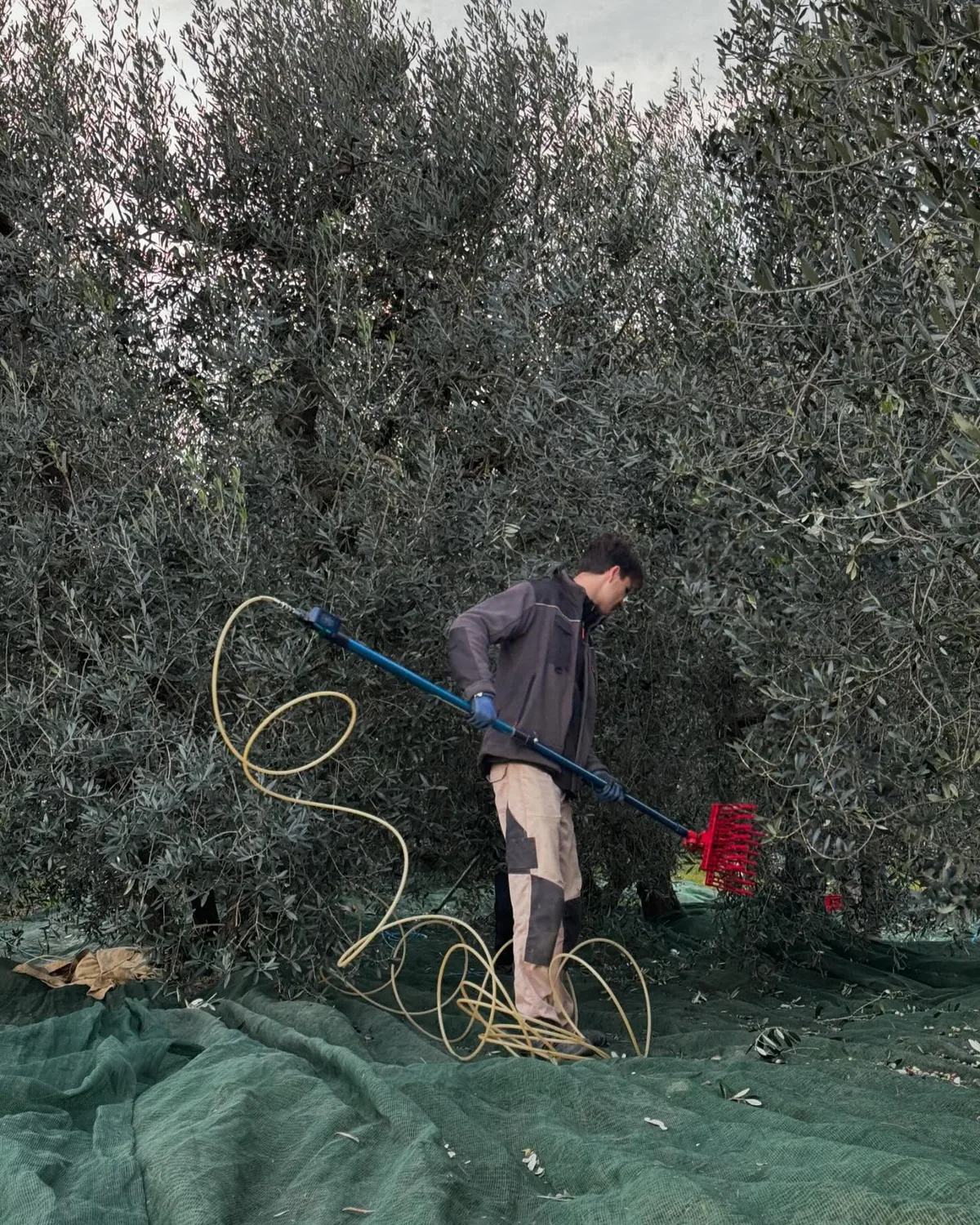 La raccolta sotto gli olivi, con i teli verdi stesi a terra