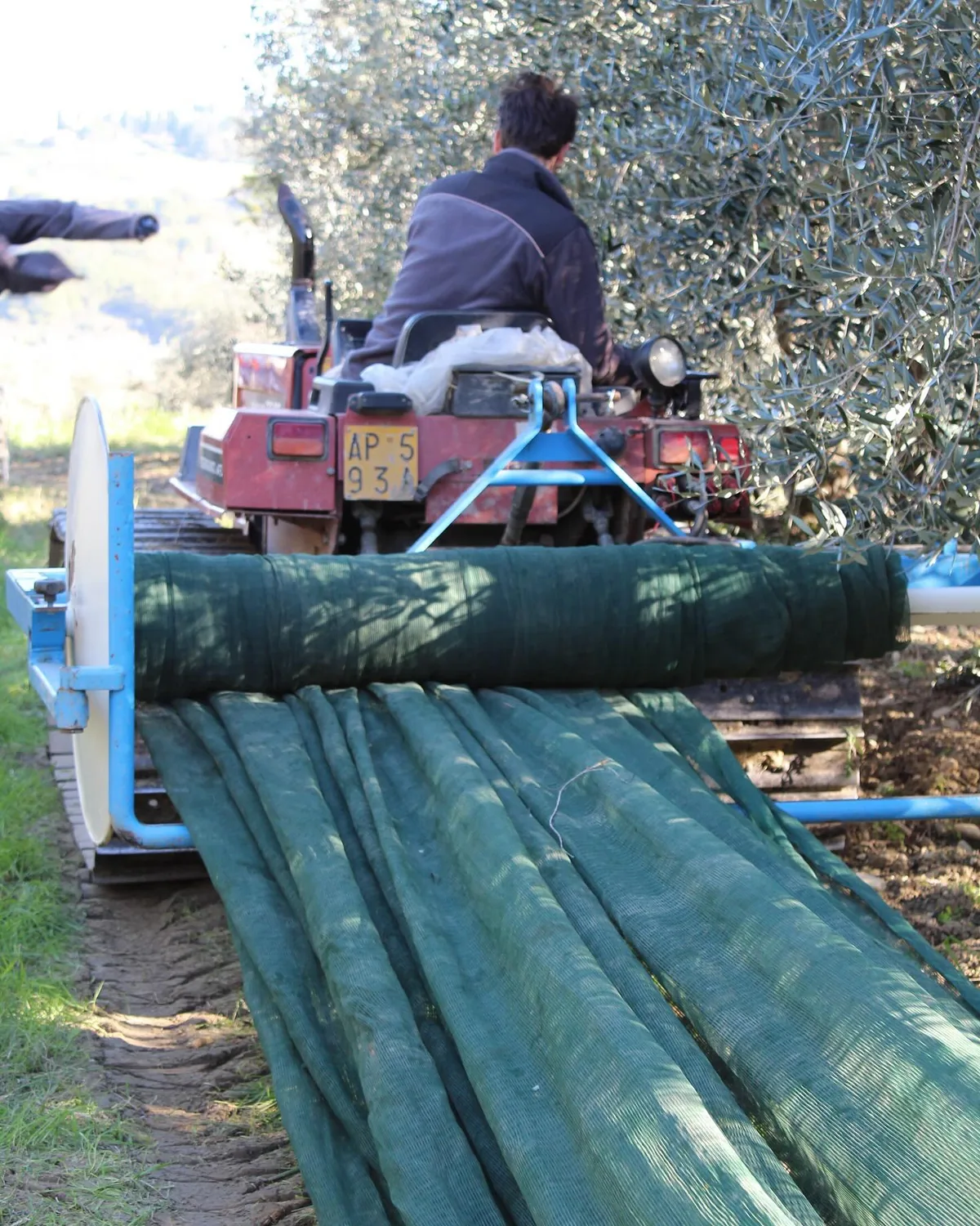 Il trattore con il rullo dei teli tra i filari degli olivi